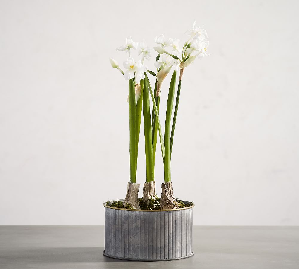 Faux Potted Paperwhites Artificial Flowers Pottery Barn