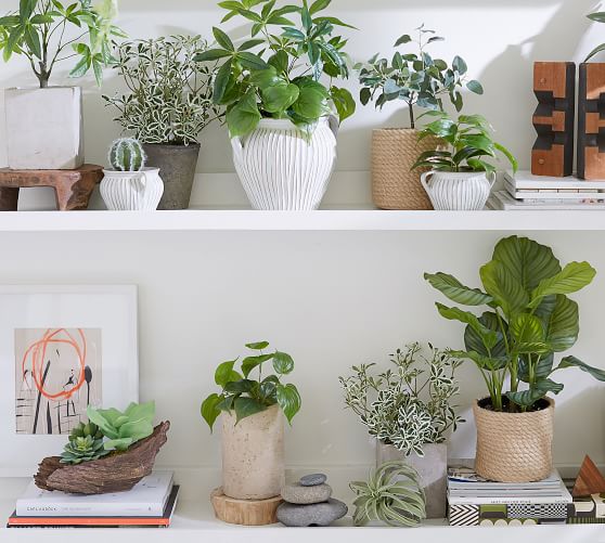 Dwarf Umbrella Tree Houseplant | Pottery Barn