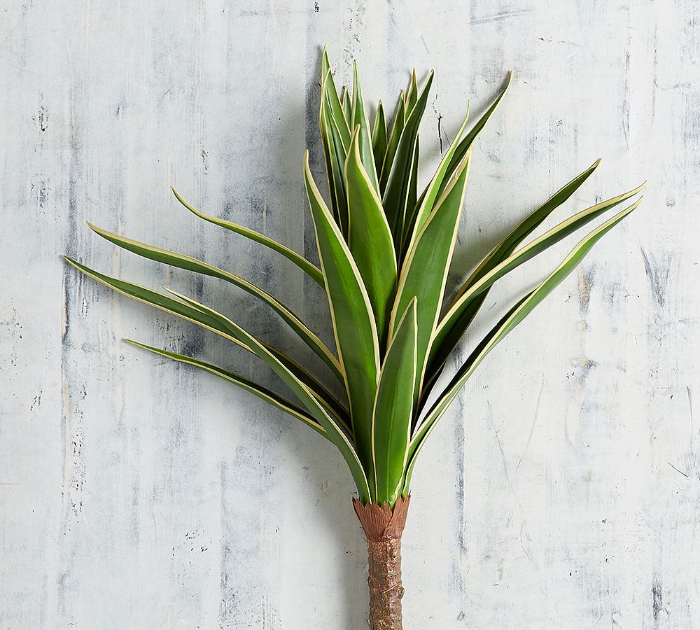 Faux Agave Stem Pottery Barn