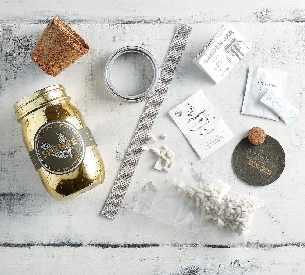 Modern Sprout Spruce Evergreen Growing Kit Pottery Barn