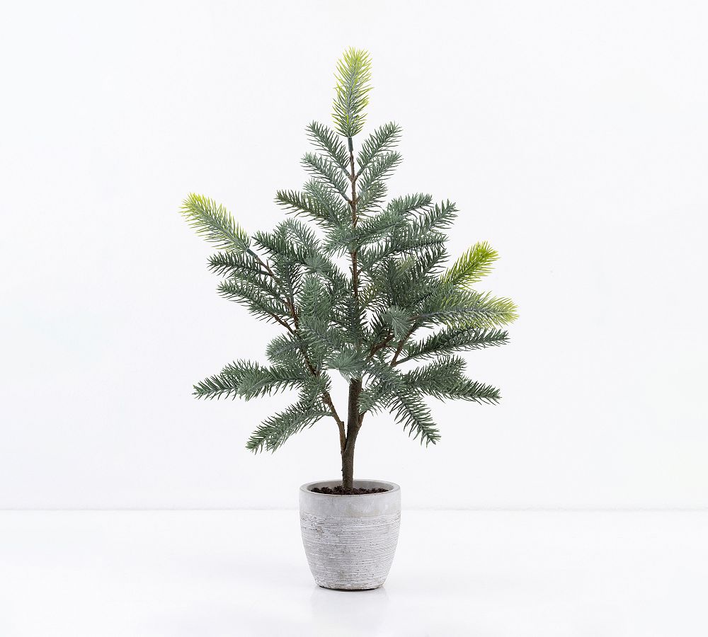 Potted Pine Tree - 19