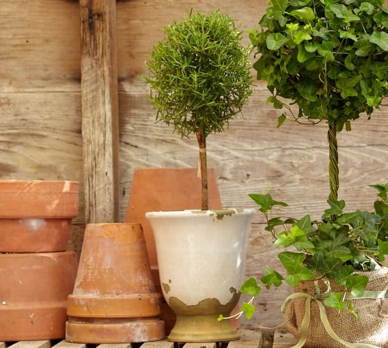 Live Rosemary Topiary Pottery Barn