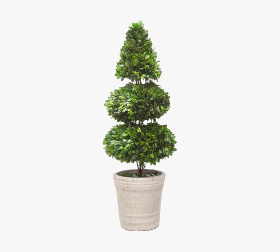 Preserved Boxwood Topiary Pottery Barn