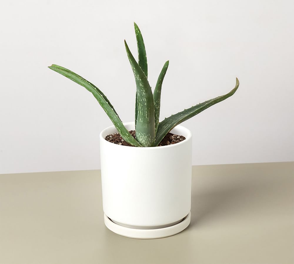 Live Aloe Vera In Planter | Pottery Barn