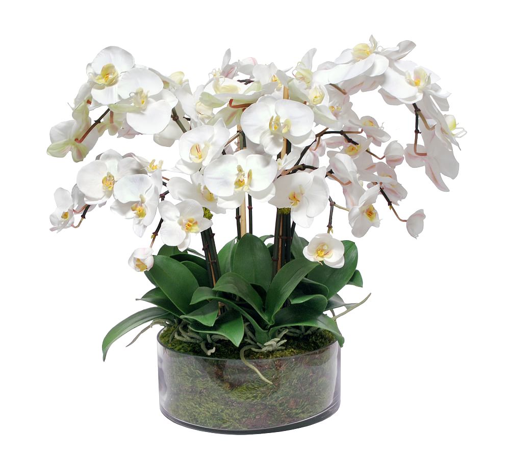 Faux Orchid Glass | Pottery Barn