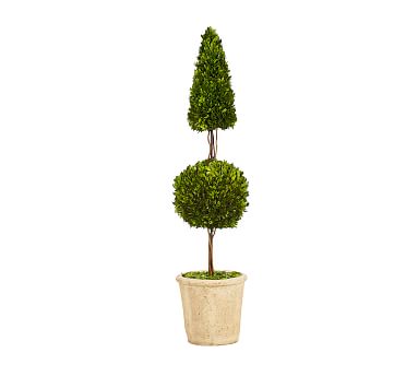 Live Preserved Boxwood Cone Ball Topiary Tree | Pottery Barn