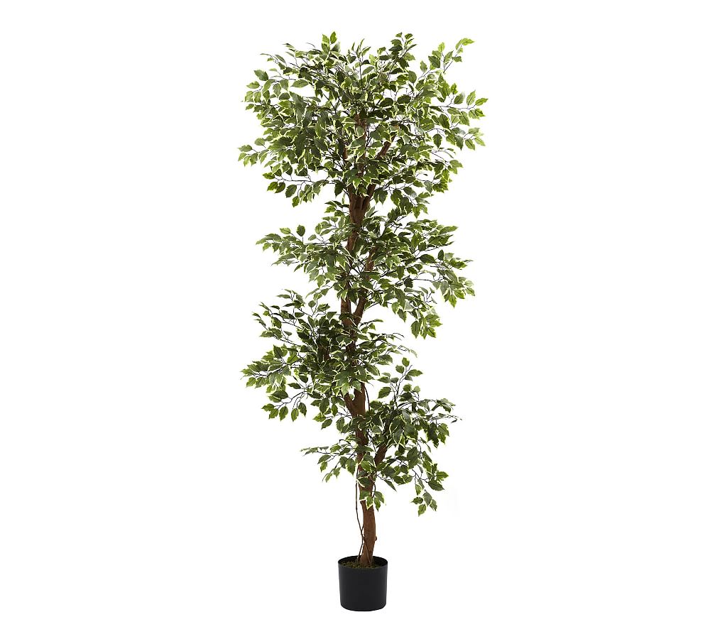 Faux Variegated Ficus Tree Pottery Barn