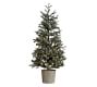 Pre-Lit Potted Faux Blue Spruce Trees | Pottery Barn