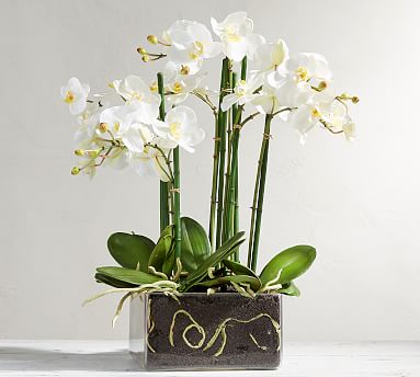 Banke forberede En nat Faux Orchid Phalaenopsis Arrangement in Square Vase | Artificial Flowers |  Pottery Barn