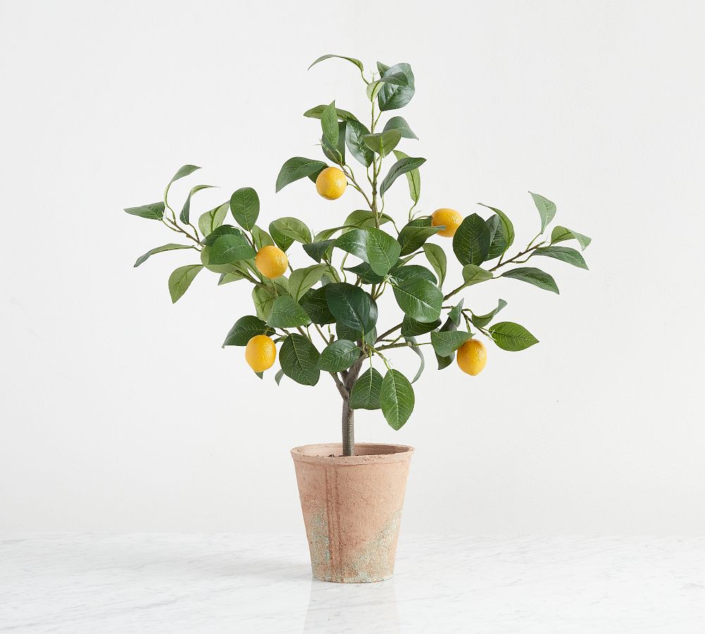 Monique Lhuillier Faux Lemon Tree | Pottery Barn