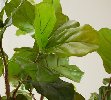 Faux Fiddle Leaf Fig Trees | Pottery Barn