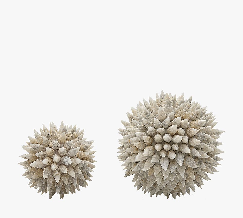Decorative Seashell Vase Fillers Set of 2 Pottery Barn