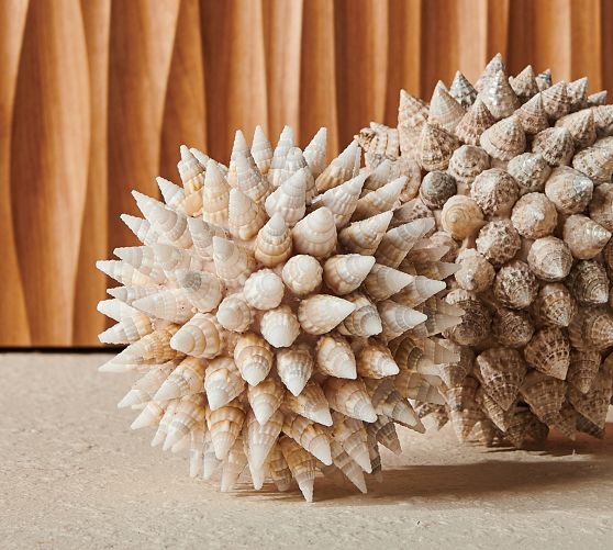 Decorative Seashell Vase Fillers Set of 2 Pottery Barn