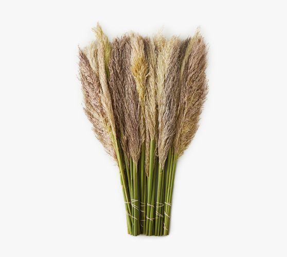 Live Pampas Grass Pottery Barn