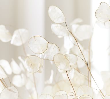 Dried Lunaria Bundle | Pottery Barn