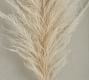 Faux Pampas Grass Shadow Box Wall Art | Pottery Barn