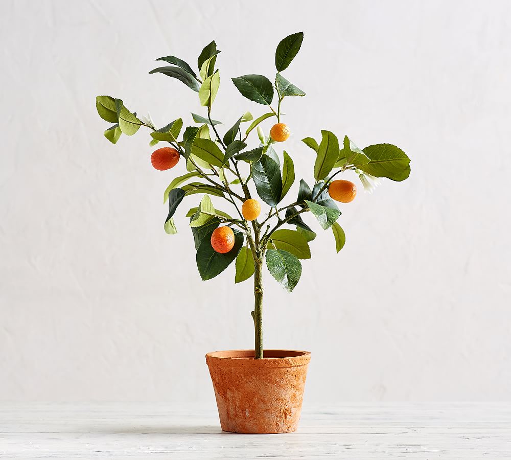 Kumquat Tree