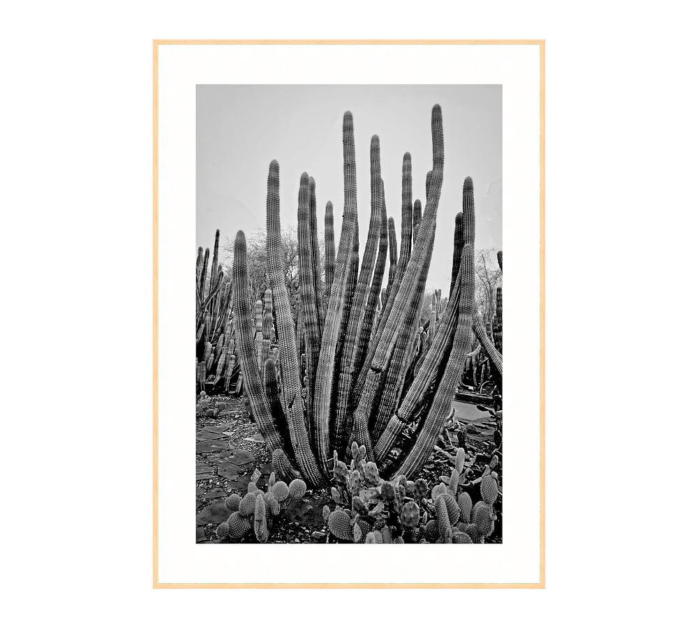 Cactus Tubes Framed Print By Lannie Hall