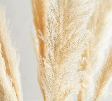 Dried Pampas Grass Branches - Set of 3 | Pottery Barn