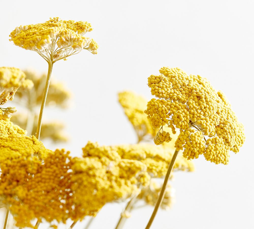 Dried Yarrow Near Me Wholesale Clearance instrumentation.kmitl.ac.th