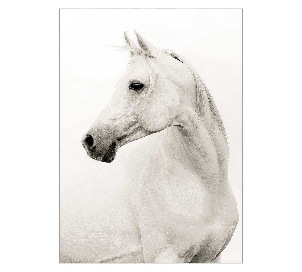 Stallion Elegance Framed Canvas Print