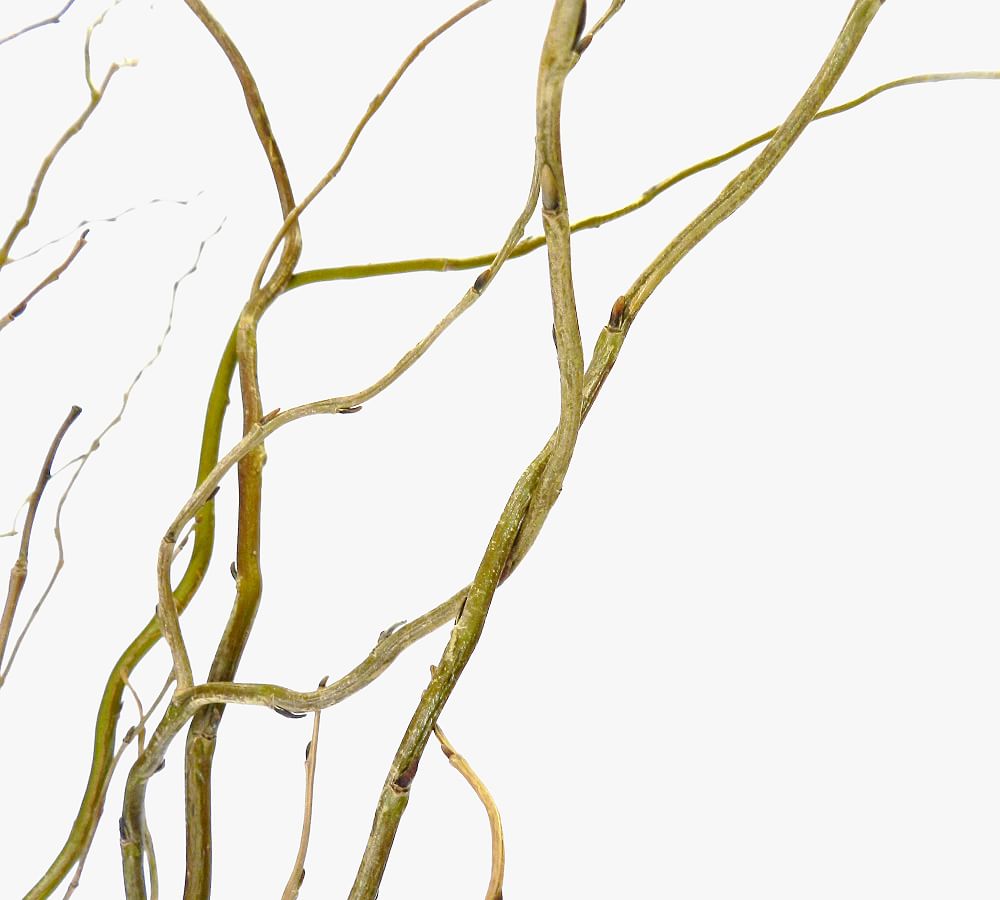 Live Curly Willow Branches, 3 Bunches - Pottery Barn