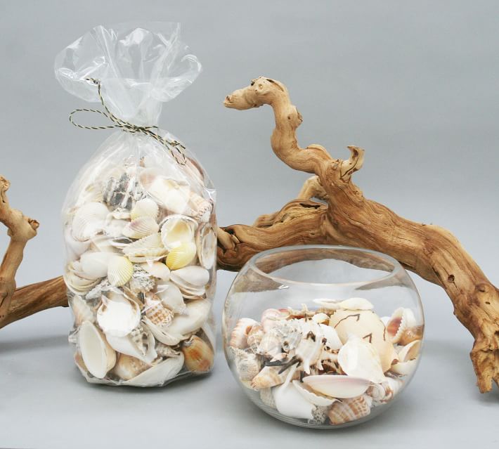 Different variety of Sea shells for decoration of vases, tables