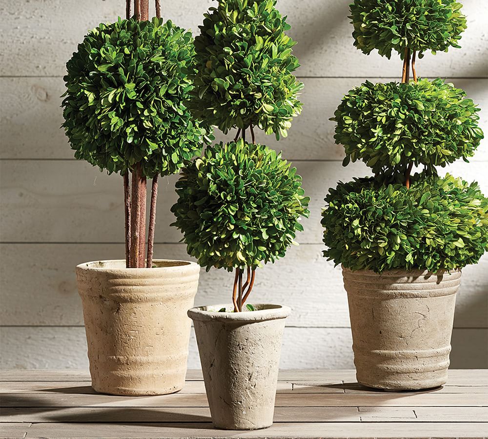 14+ Boxwood In Planter