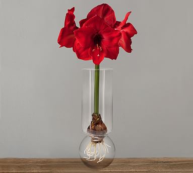 How to keep your Amaryllis fresh for as long as possible🌸 #hanataba #