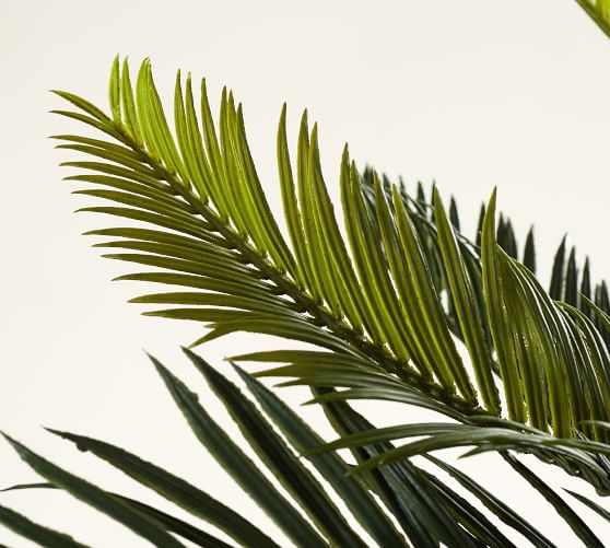 Faux Potted Sago Palm Tree Pottery Barn