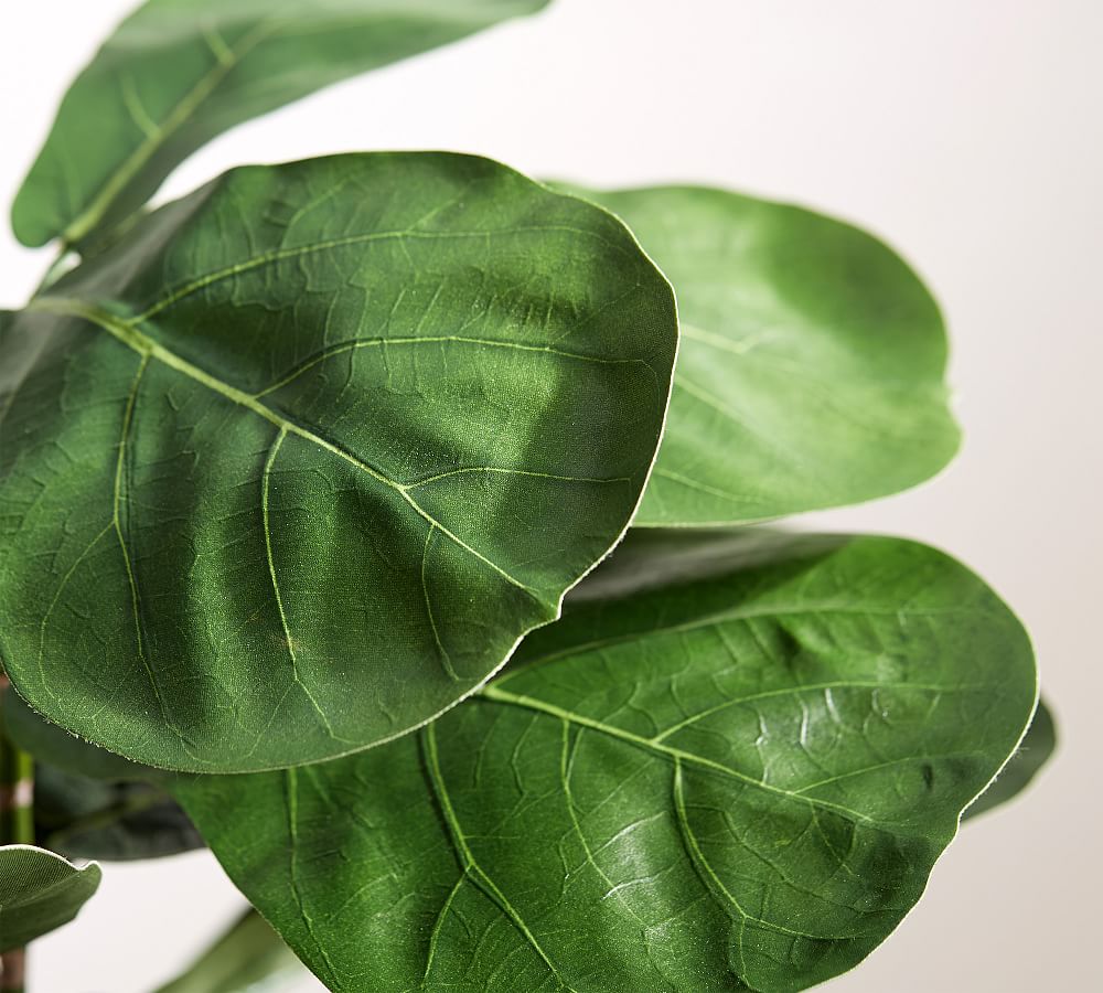 Faux Potted Fiddle Leaf Houseplant Pottery Barn