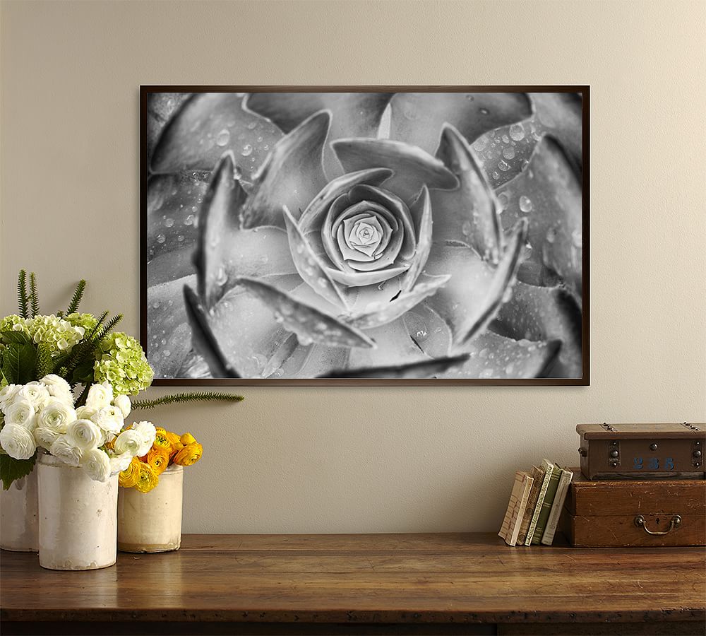 Hypnotic Succulent Framed Prints by Ana V Ramirez Pottery Barn