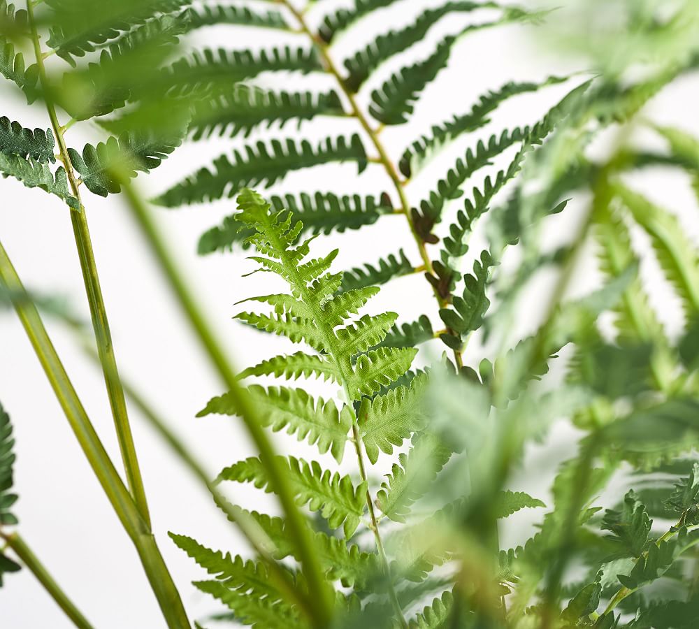 Faux Potted Australian Tree Fern Pottery Barn