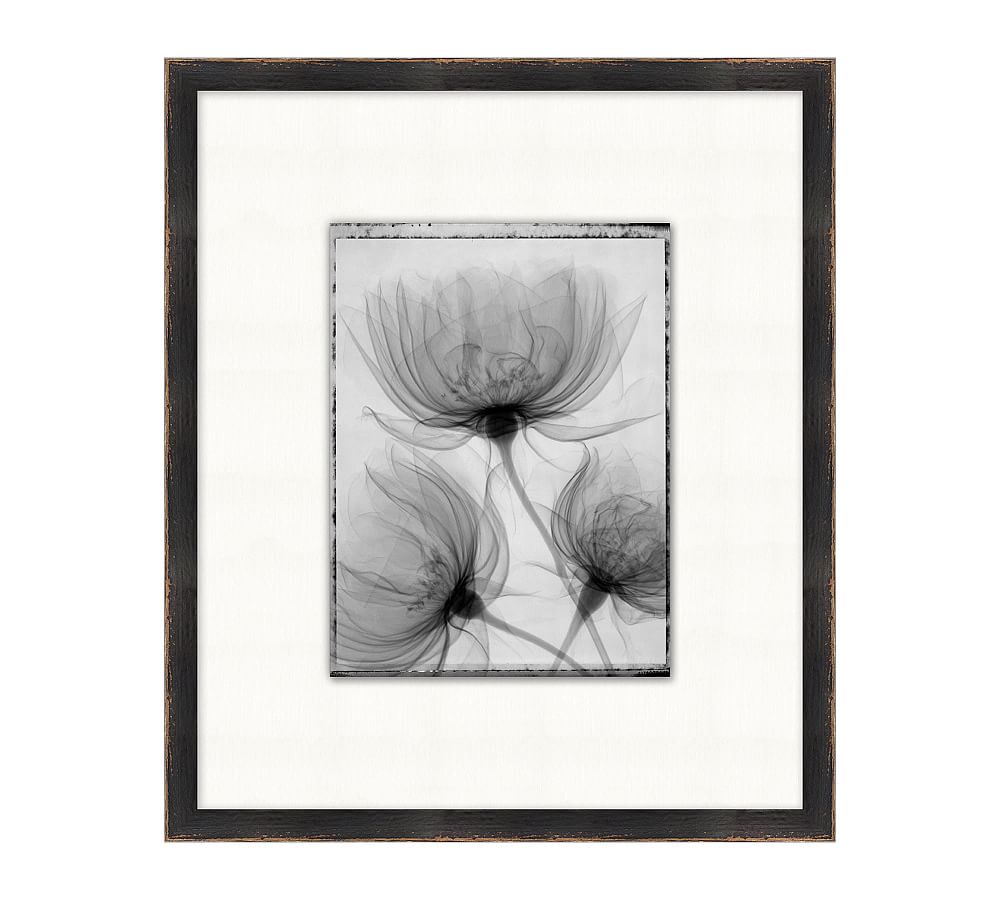 Floral XRay Botanical Prints Framed Wall Art Pottery Barn