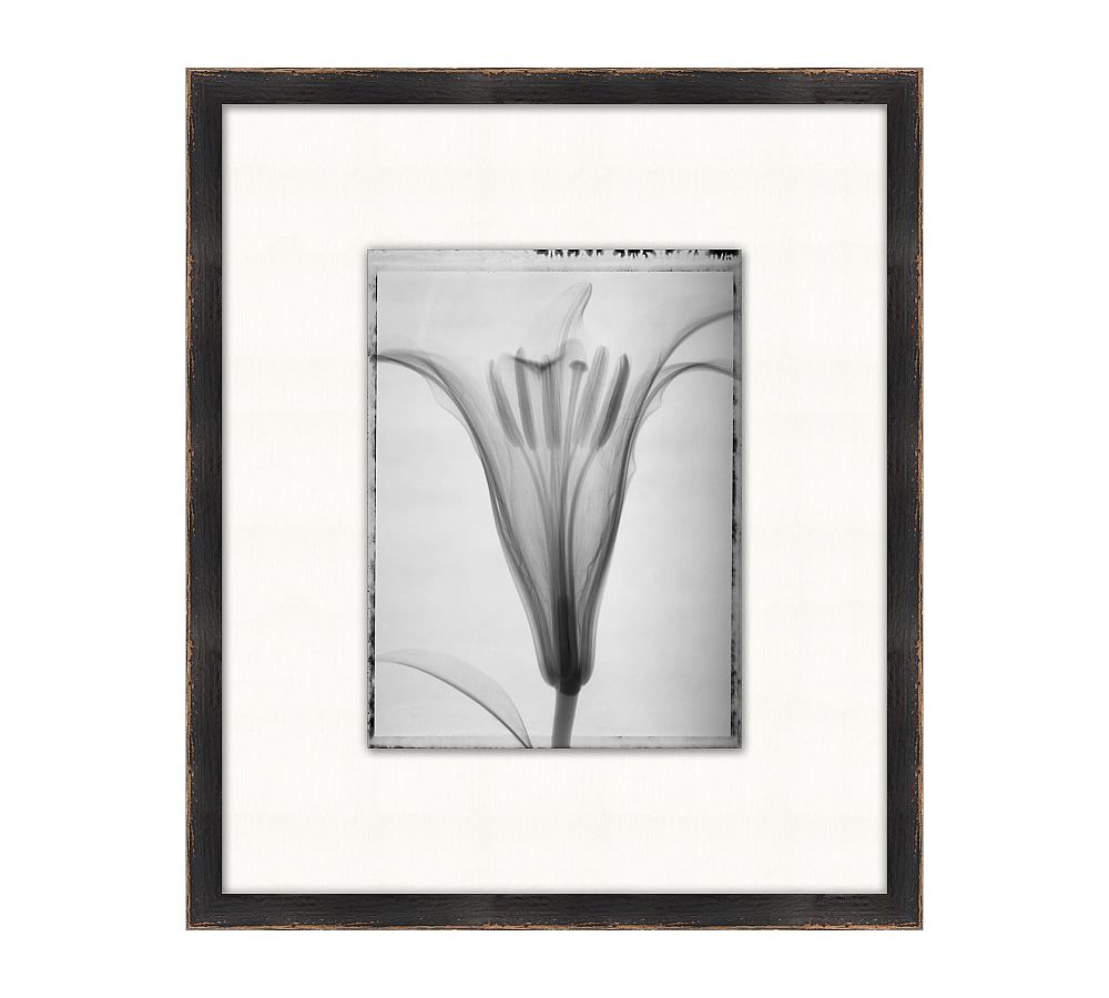 Floral XRay Botanical Prints Framed Wall Art Pottery Barn