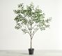 Faux Shady Lady Olive Tree | Pottery Barn