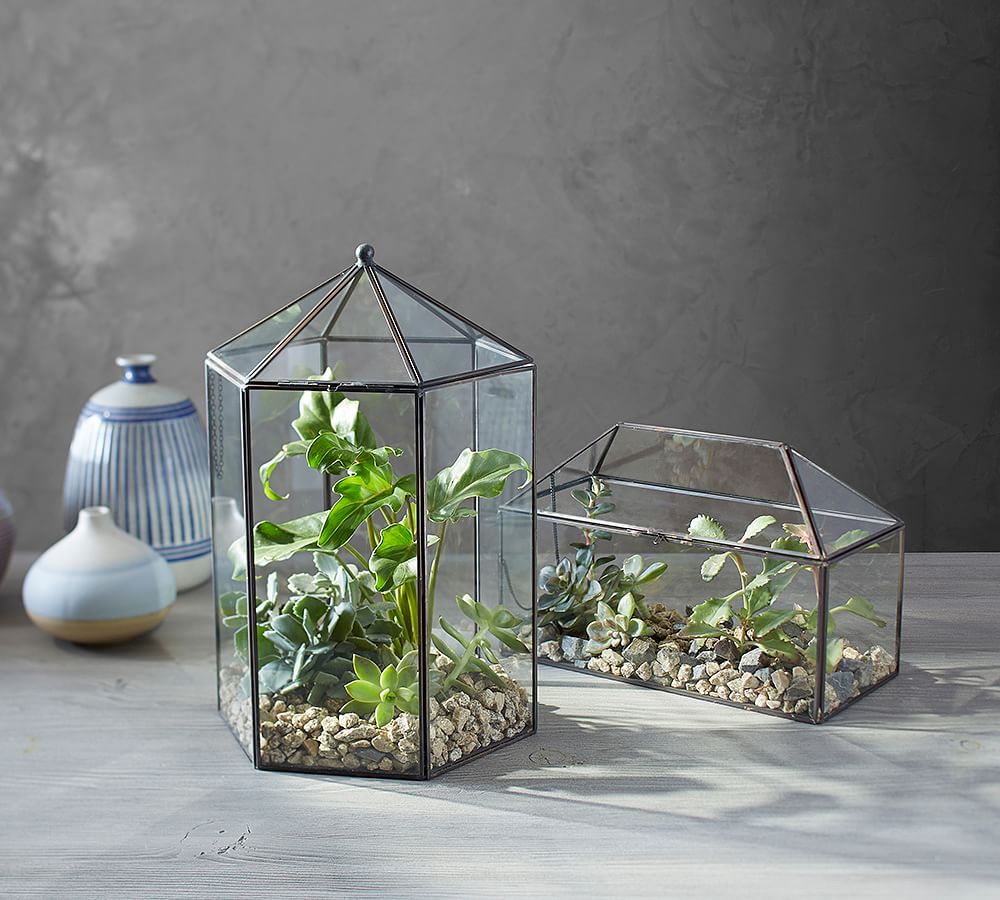 Glass Terrarium Pottery Barn