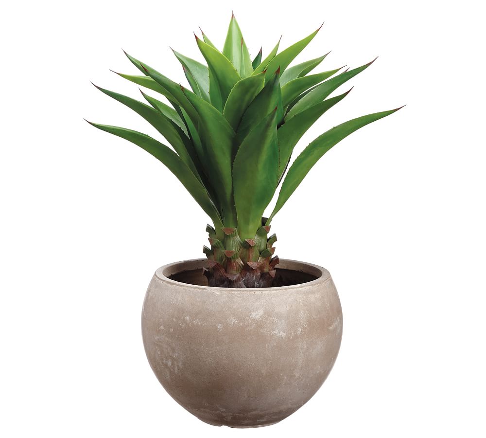 Faux Potted Agave Attenuata Plant