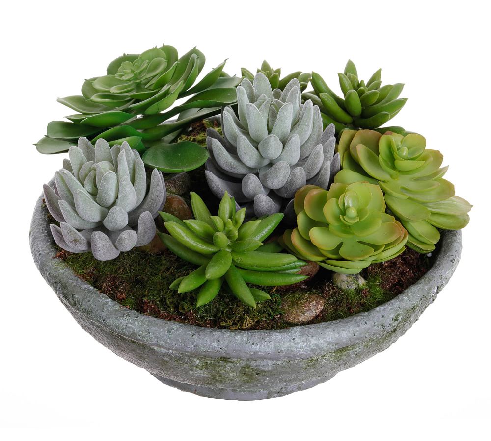 Faux Succulents in Bowl Pottery Barn