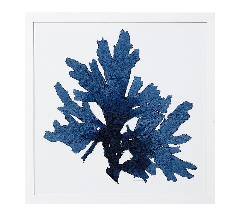 Framed Coral Prints - Indigo