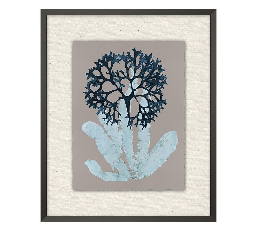 Blue Gray Seagrass