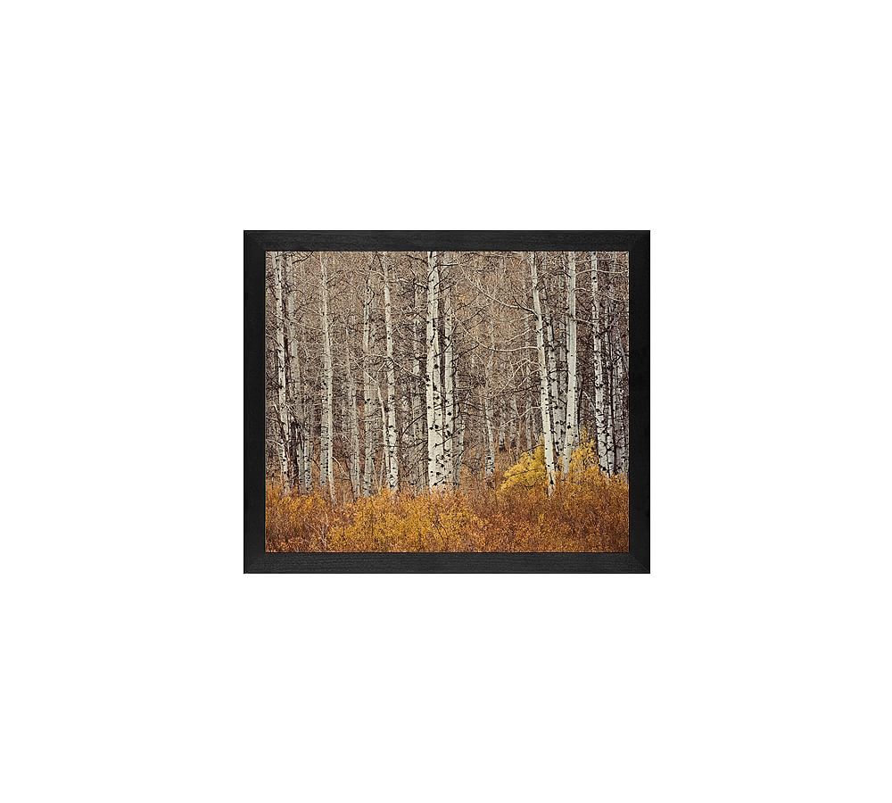Aspen Trees Framed Print by Jennifer Meyers