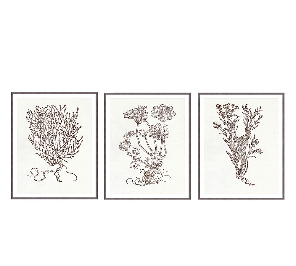 Botanical Study Series 2 Wall Art
