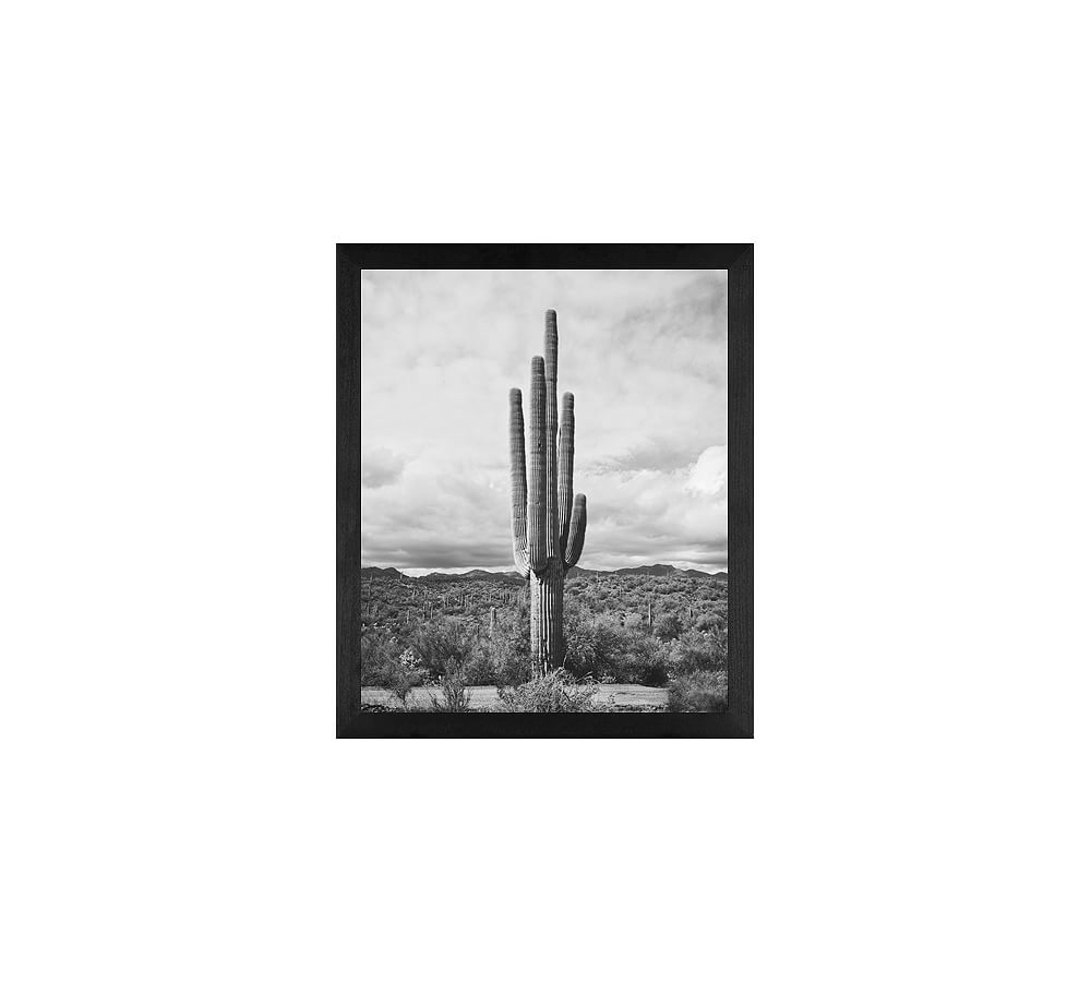 Saguaro by Jennifer Meyers