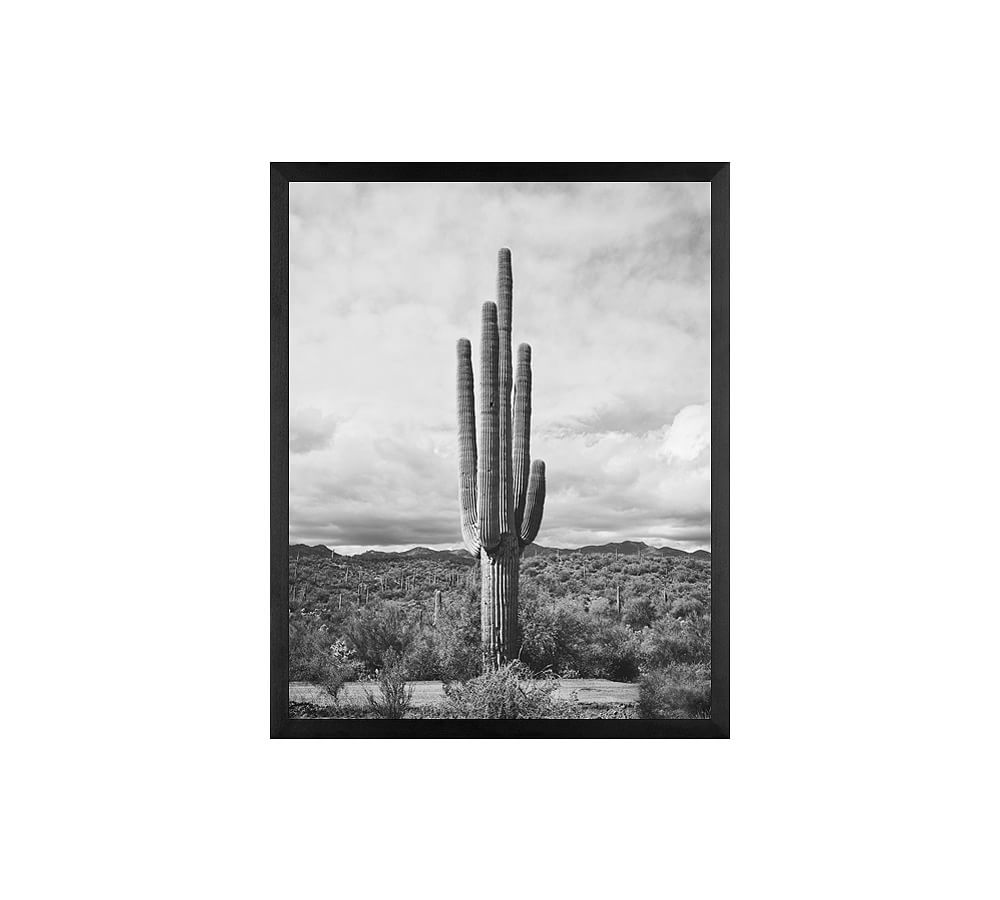 Saguaro by Jennifer Meyers