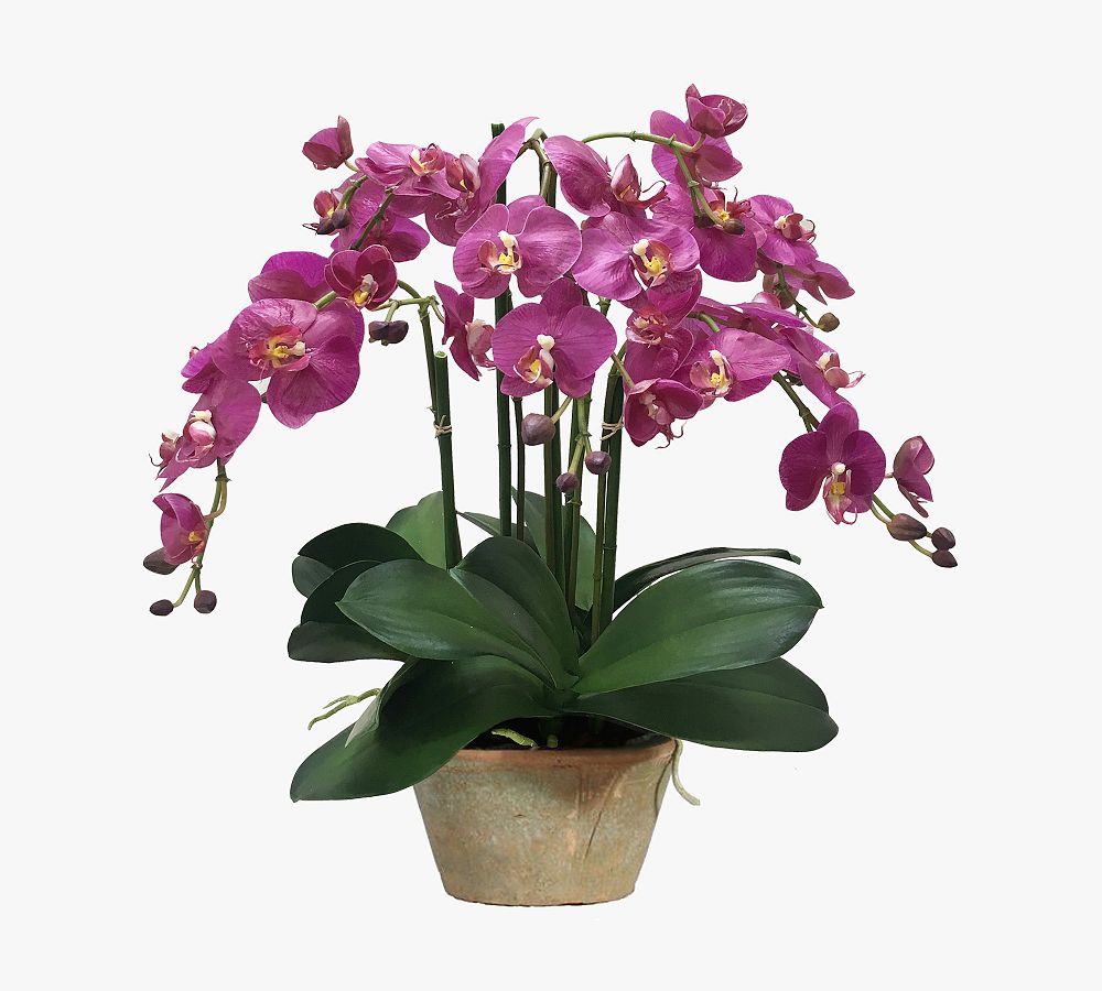 Faux Orchid Phalaenopsis In Pot | Pottery Barn