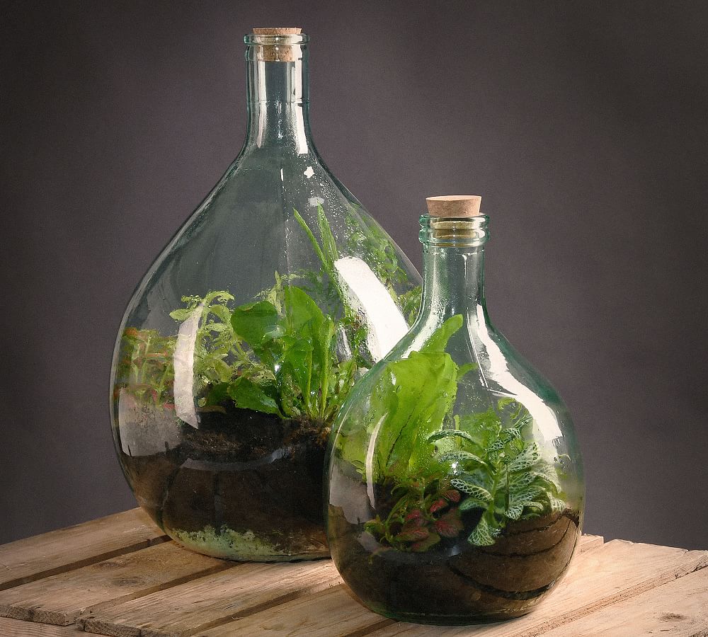 Glass Terrarium in a Bottle Starter Kit