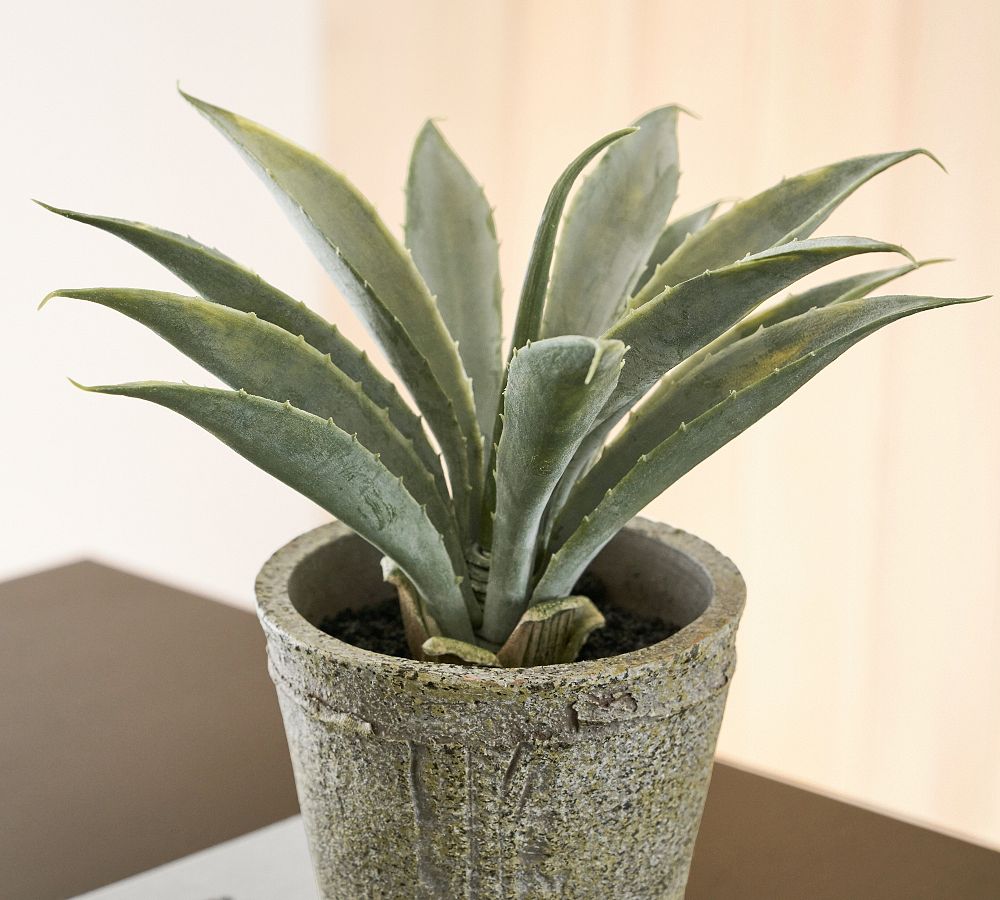 Faux Aloe Plant Pottery Barn