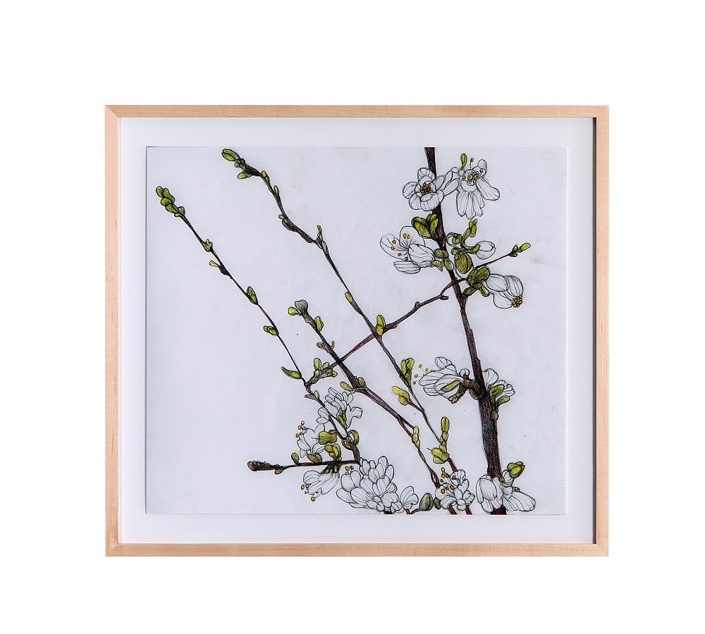 Cherry Blossoms Botanical Print Framed Wall Art Pottery Barn