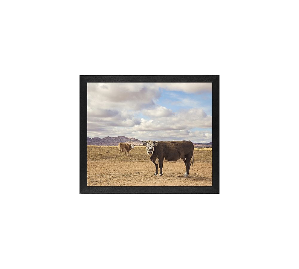 Desert Cattle by Jennifer Meyers